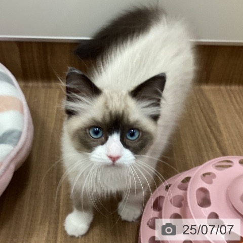 ラグドールの写真