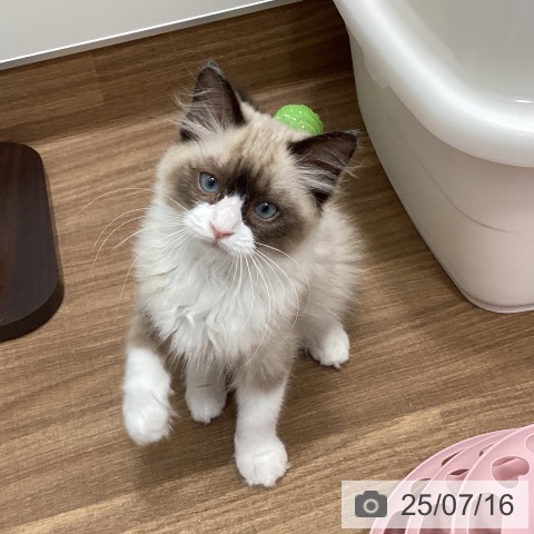 ラグドールの写真