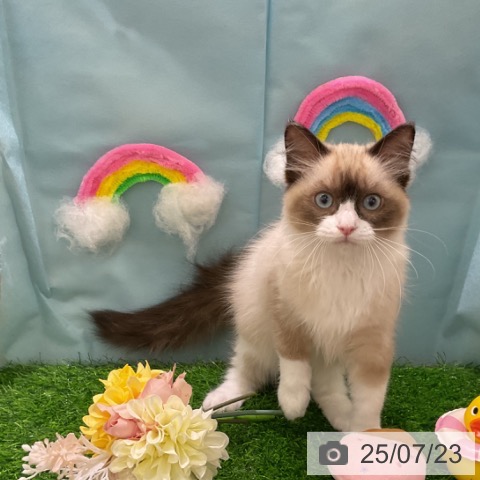 ラグドールの写真