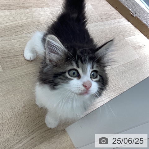 ノルウェージャンフォレストキャットの写真
