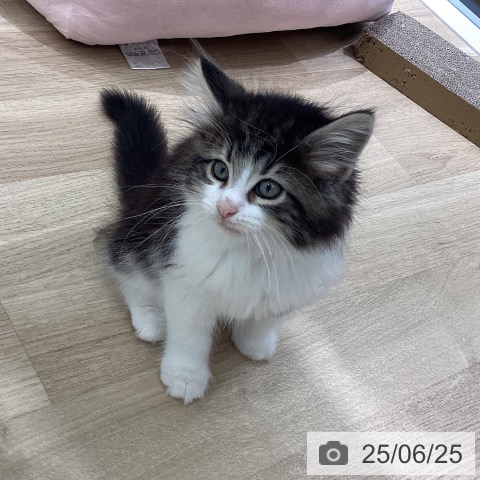 ノルウェージャンフォレストキャットの写真