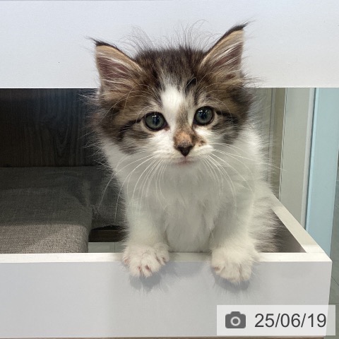 ノルウェージャンフォレストキャットの写真