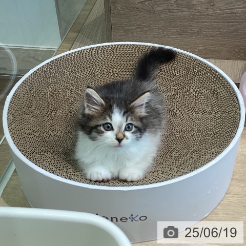 ノルウェージャンフォレストキャットの写真