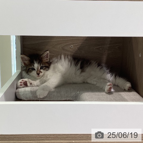 ノルウェージャンフォレストキャットの写真