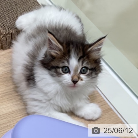 ノルウェージャンフォレストキャットの写真