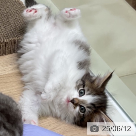 ノルウェージャンフォレストキャットの写真