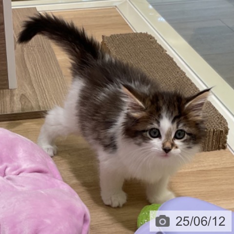 ノルウェージャンフォレストキャットの写真