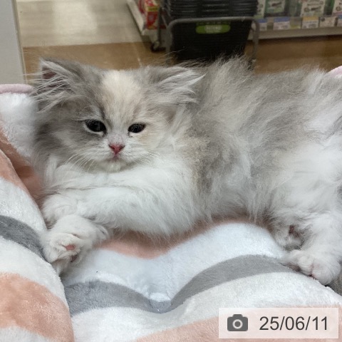 ミヌエットの写真