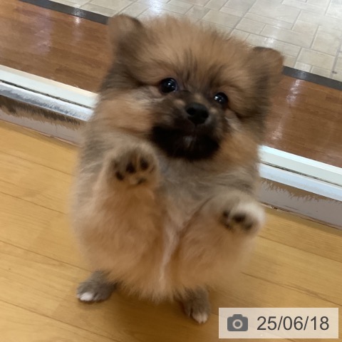 ポメラニアンの写真