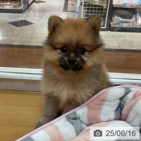 ポメラニアンの写真