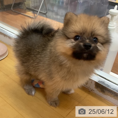ポメラニアンの写真