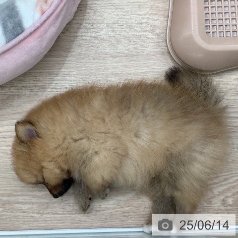 ポメラニアンの写真