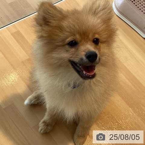 ポメラニアンの写真
