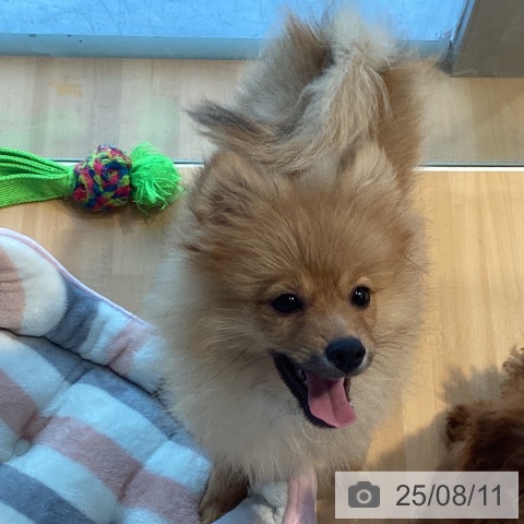 ポメラニアンの写真