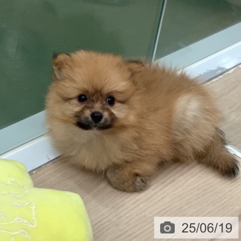 ポメラニアンの写真