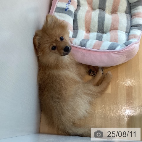 ポメラニアンの写真