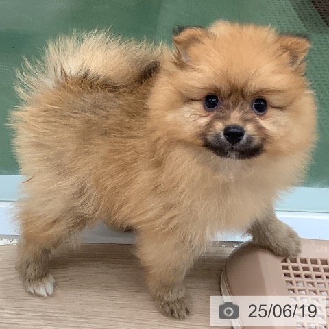 ポメラニアンの写真