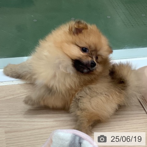 ポメラニアンの写真