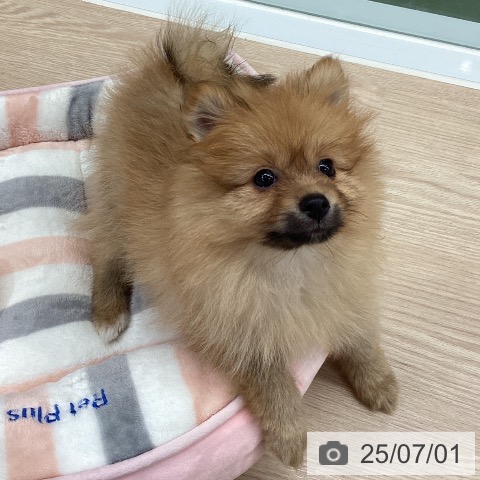 ポメラニアンの写真
