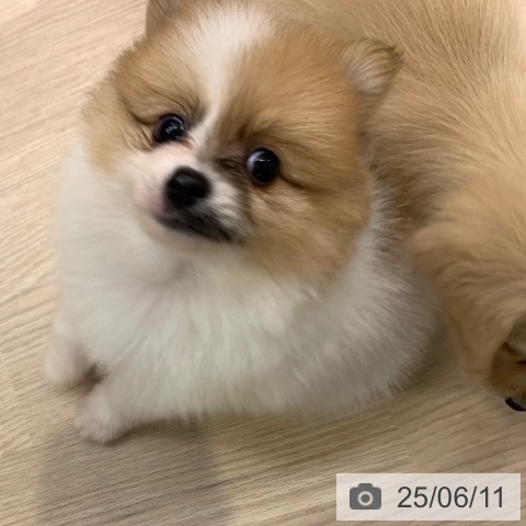 ポメラニアンの写真