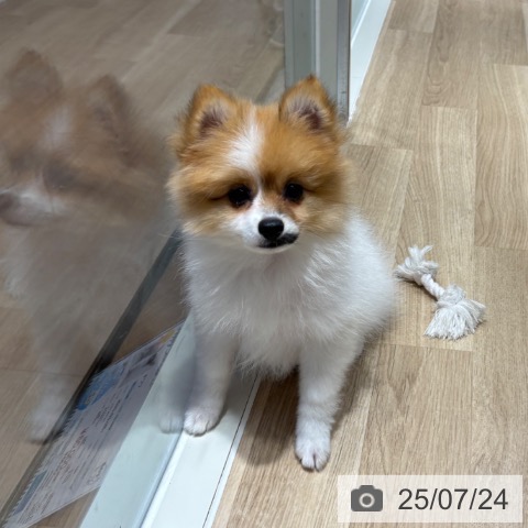 ポメラニアンの写真