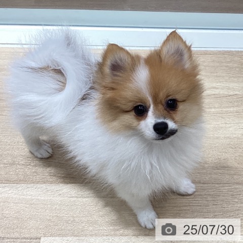 ポメラニアンの写真