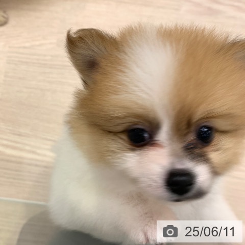 ポメラニアンの写真