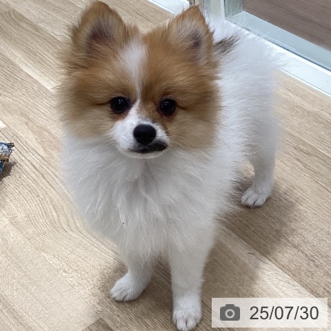 ポメラニアンの写真