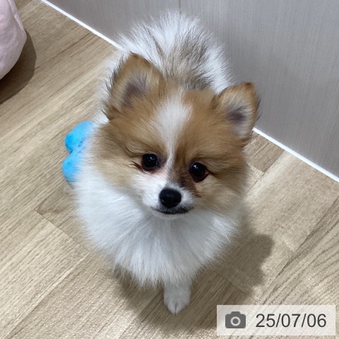 ポメラニアンの写真