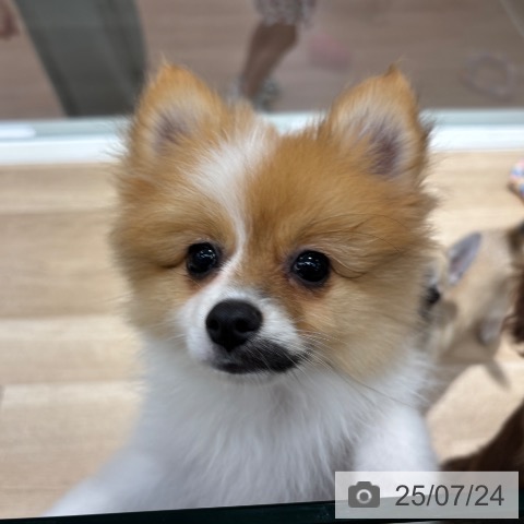 ポメラニアンの写真