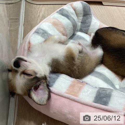 チワワの写真