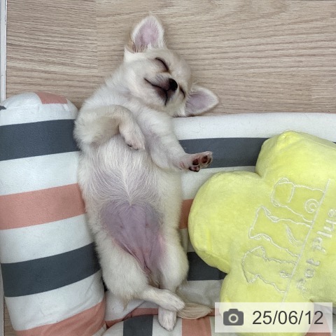 チワワの写真