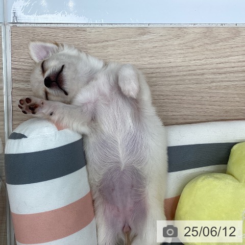 チワワの写真