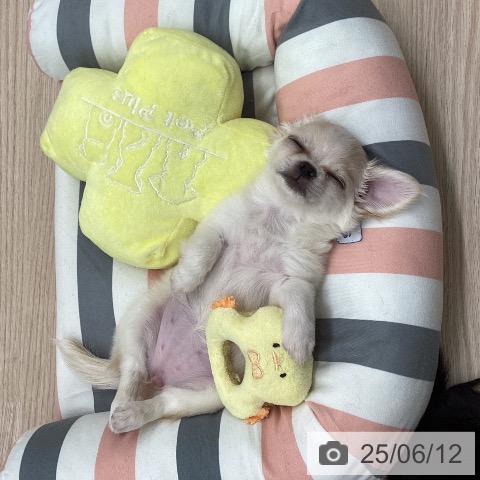 チワワの写真