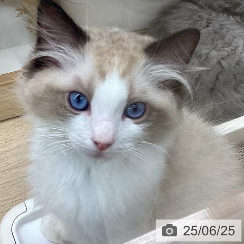 ラグドールの写真