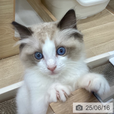 ラグドールの写真