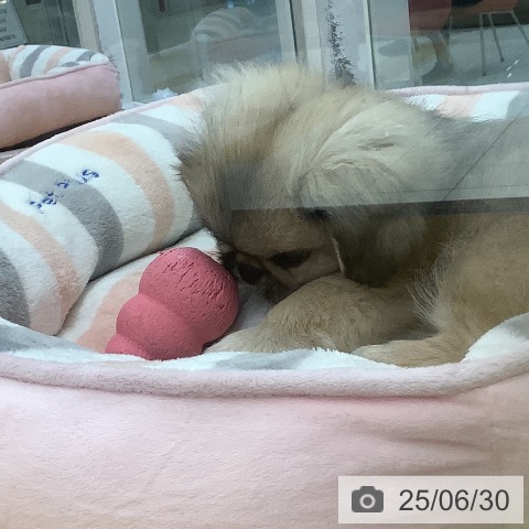 ペキニーズの写真