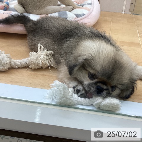ペキニーズの写真
