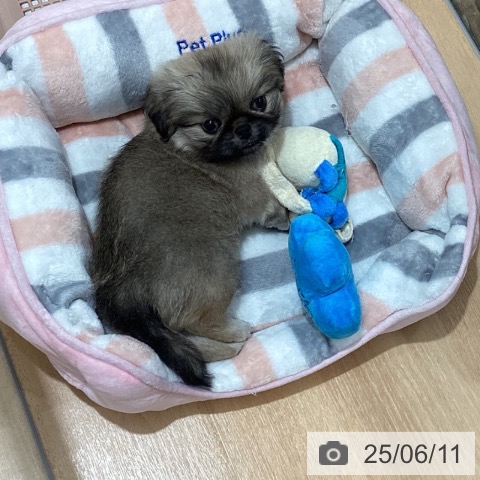 ペキニーズの写真