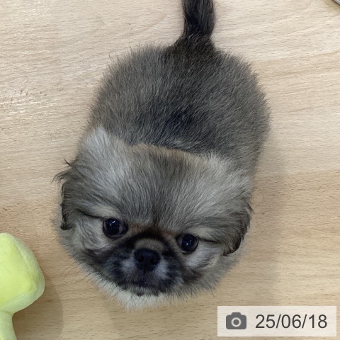 ペキニーズの写真