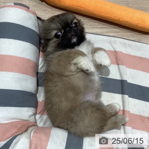 ペキニーズの写真