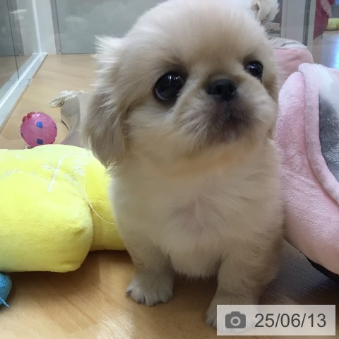 ペキニーズの写真