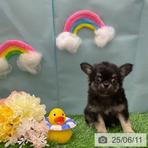 チワワの写真
