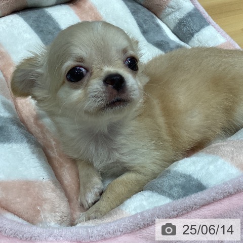 チワワの写真