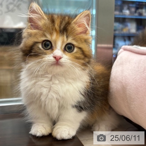 マンチカンの写真