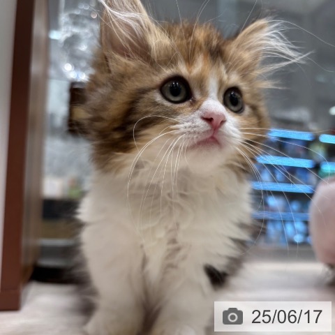 マンチカンの写真