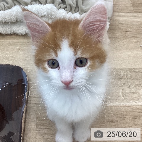 サイベリアンの写真