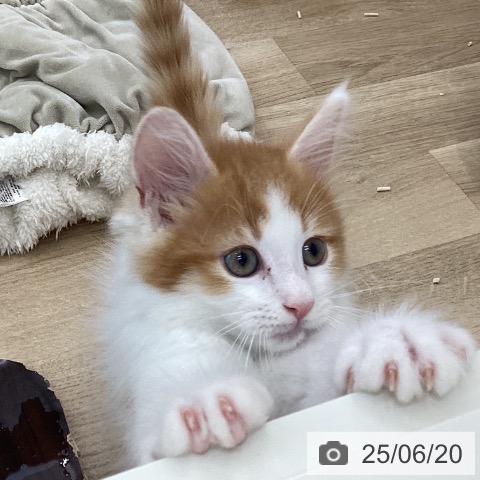 サイベリアンの写真