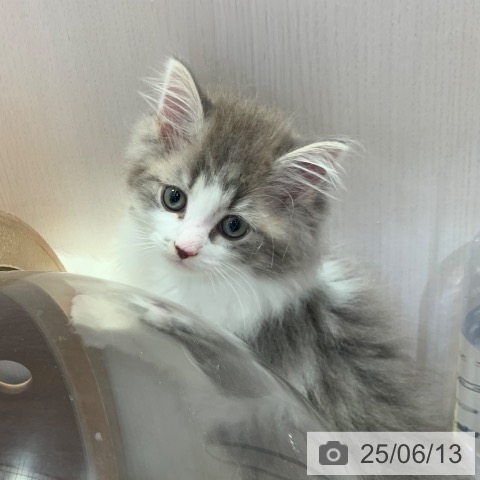 ノルウェージャンフォレストキャットの写真
