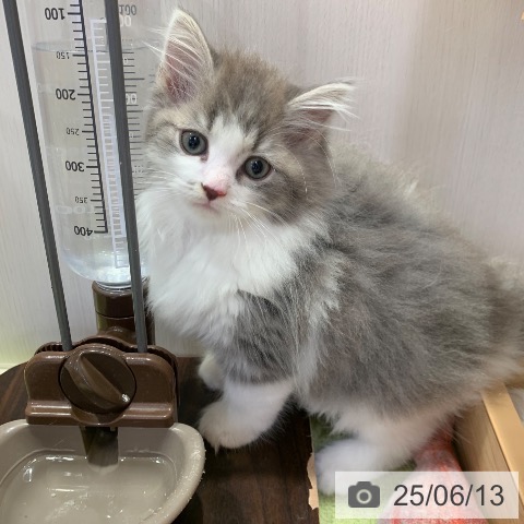 ノルウェージャンフォレストキャットの写真